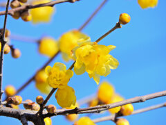 寒風・強風　吹く・・蝋梅　２