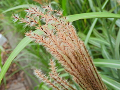 ｽｷｯ(*´ω｀)ﾉﾞ⌒☆　ススキ　薄　４