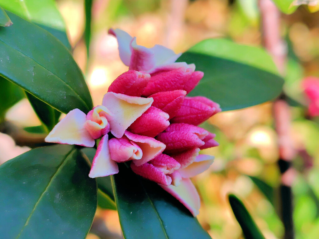 沈丁花 （じんちょうげ）が開花　３