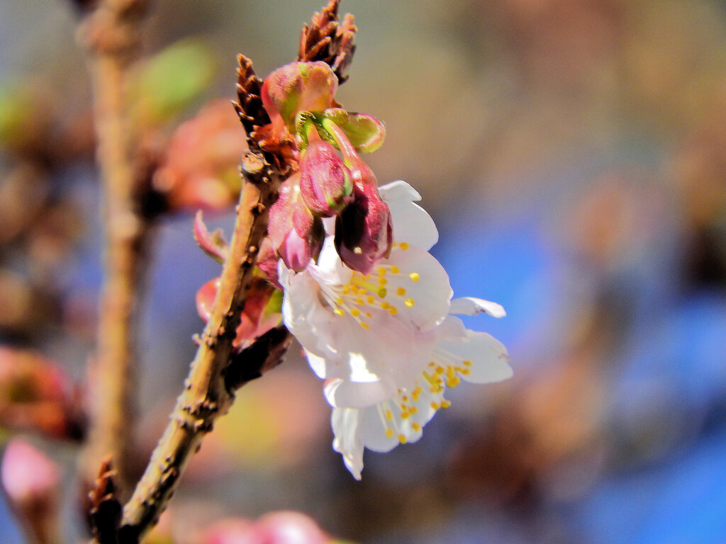 寒桜が開花　1/2