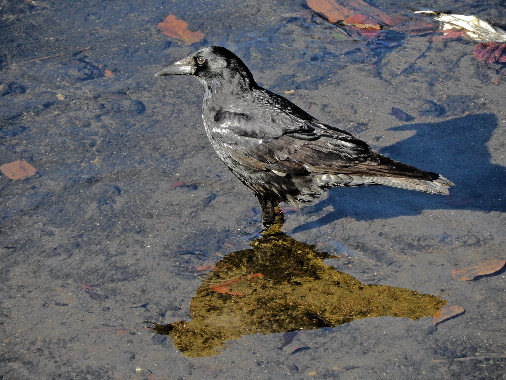 カァーΣ^)/　2/2