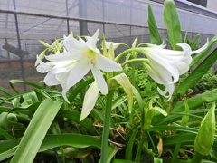 （アフリカ浜木綿（はまゆう）３