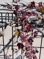 ミツバアケビの花　２