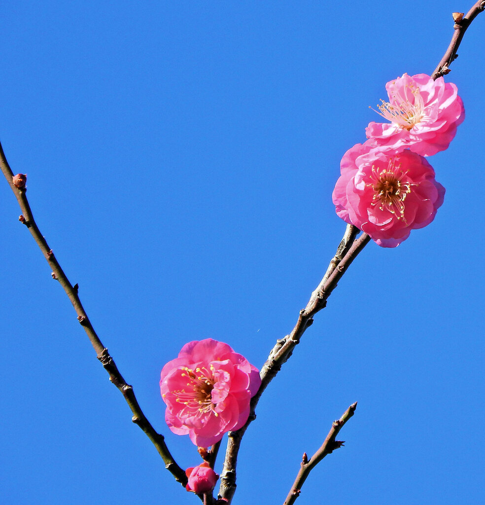 紅梅が開花　３