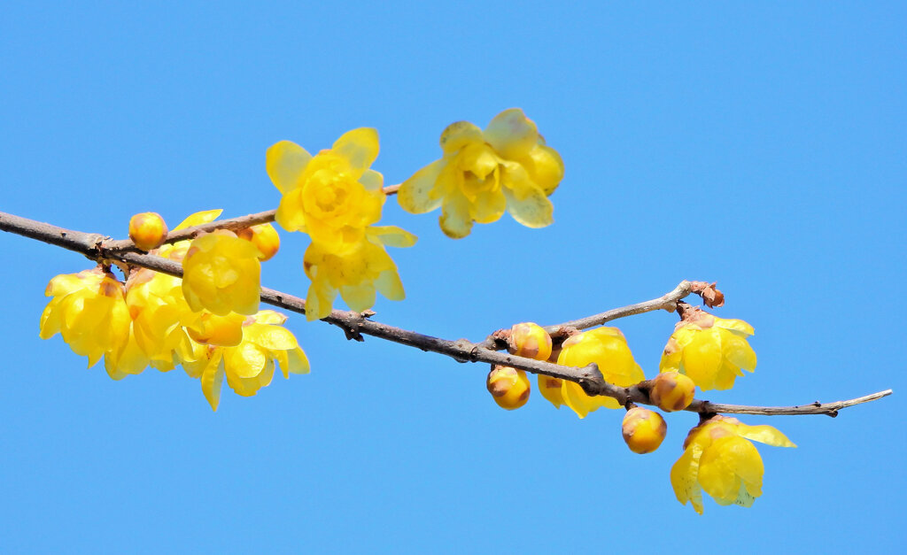 寒風・強風　吹く・・蝋梅　９
