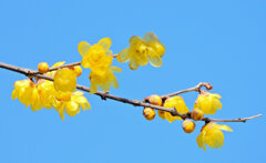 寒風・強風　吹く・・蝋梅　９