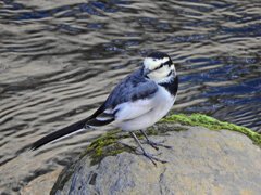 ハクセキレイ　６