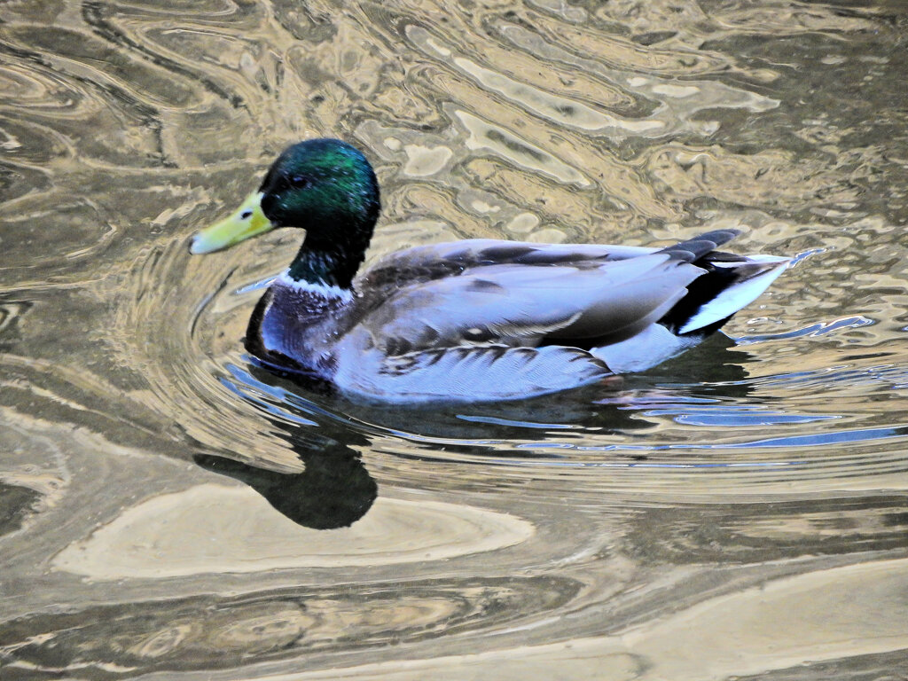 マガモ　さん　３