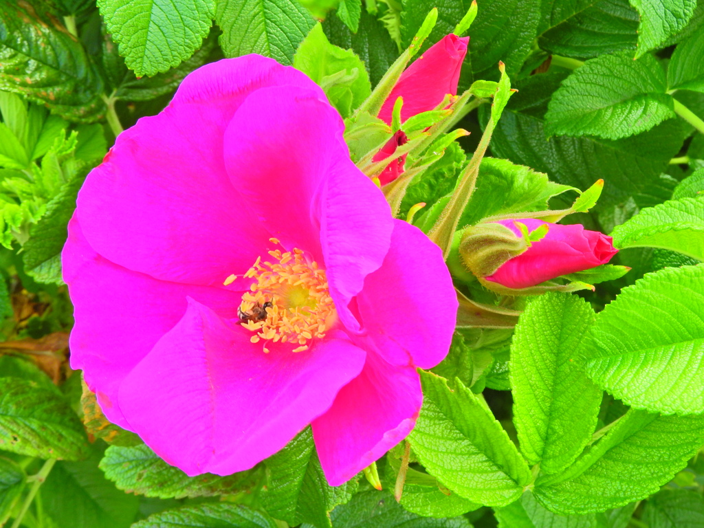 ハマナス（浜茄子）ハマナシ（浜梨）４