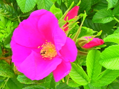 ハマナス（浜茄子）ハマナシ（浜梨）４