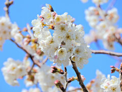 暖地桜桃（だんちおうとう）花　2/2