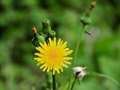 野芥子 （のげし）１