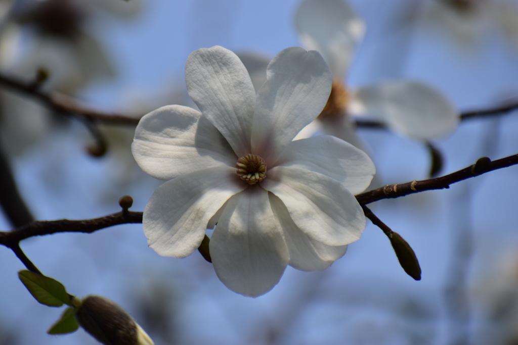 辛夷の花　８
