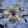 辛夷の花　８
