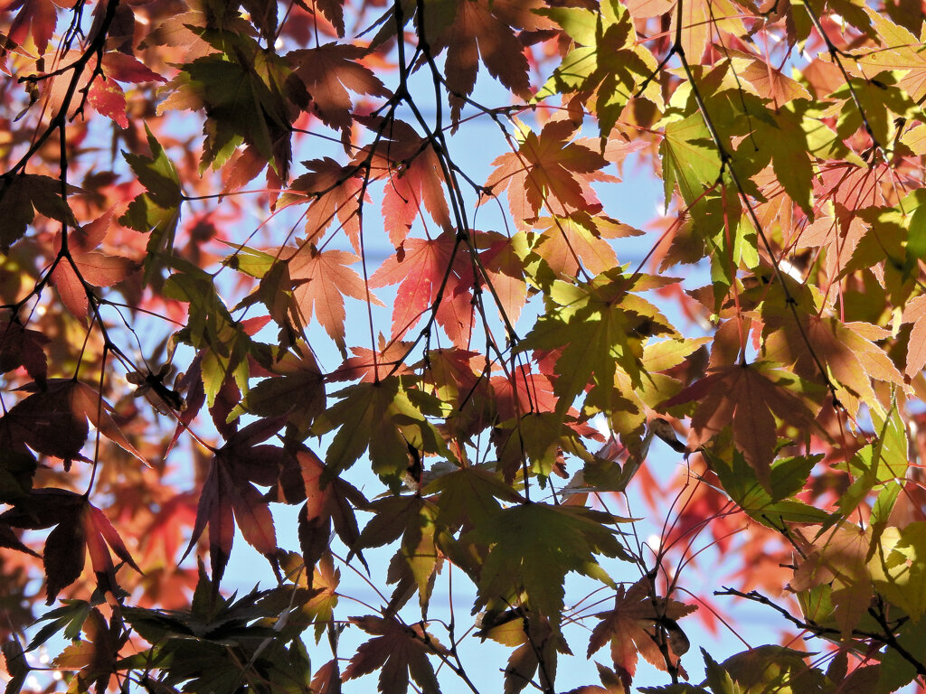 近所のお寺で　紅葉　５
