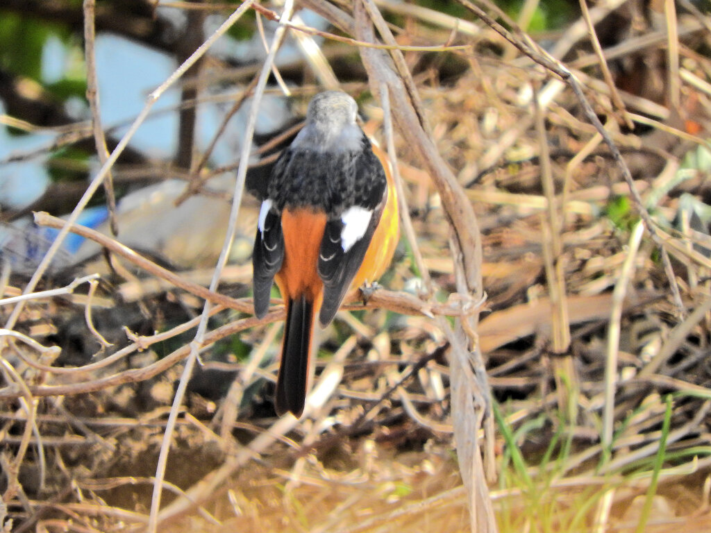 ジョビ男　と遊んだ　１