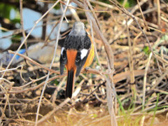 ジョビ男　と遊んだ　１
