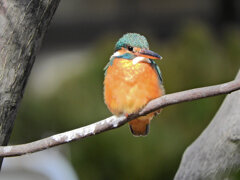今日の　カワセミ　さん　７