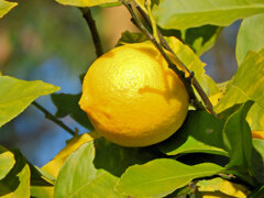 檸檬　７