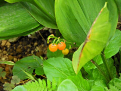 鈴蘭 （すずらん）　実