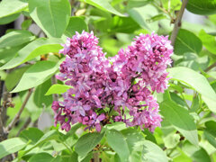 ライラック、  リラ、紫丁香花（むらさきはしどい）５