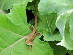 畑の牛蒡の葉にカナヘビ 1 畑の牛蒡の葉にカナヘビ 1