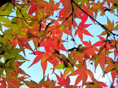 近所のお寺の紅葉　９