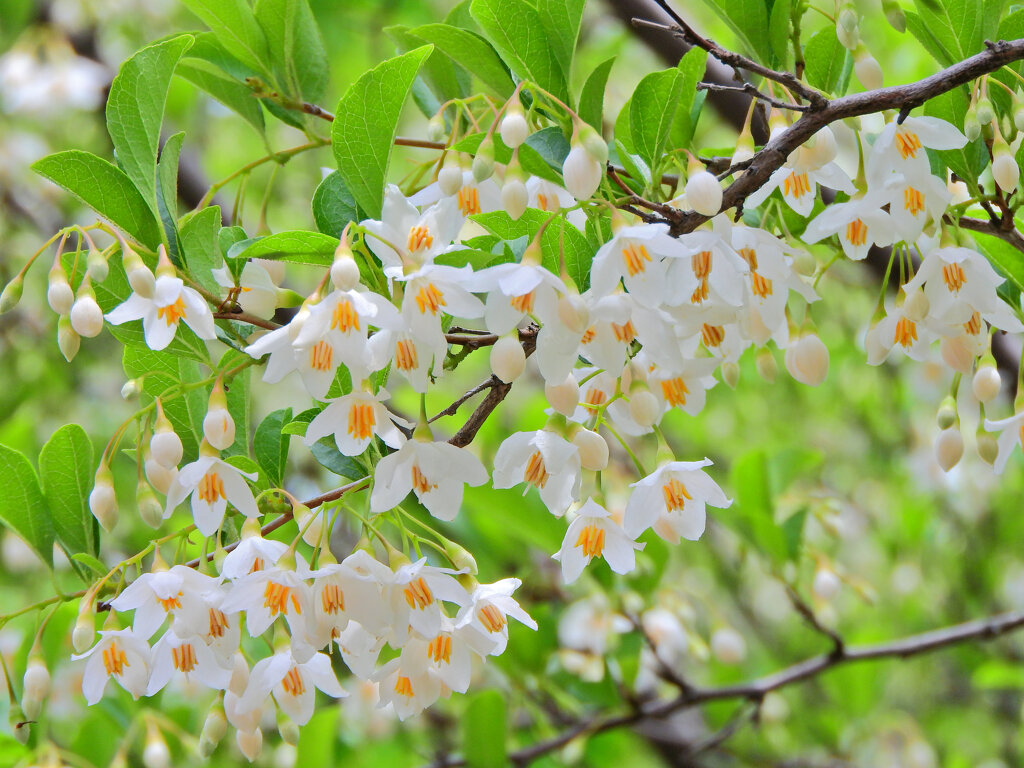 エゴノキ   萵苣の木（ちしゃのき）　轆轤木（ろくろぎ））花２