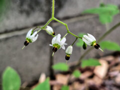 鵯上戸 （ひよどりじょうご）　花　３