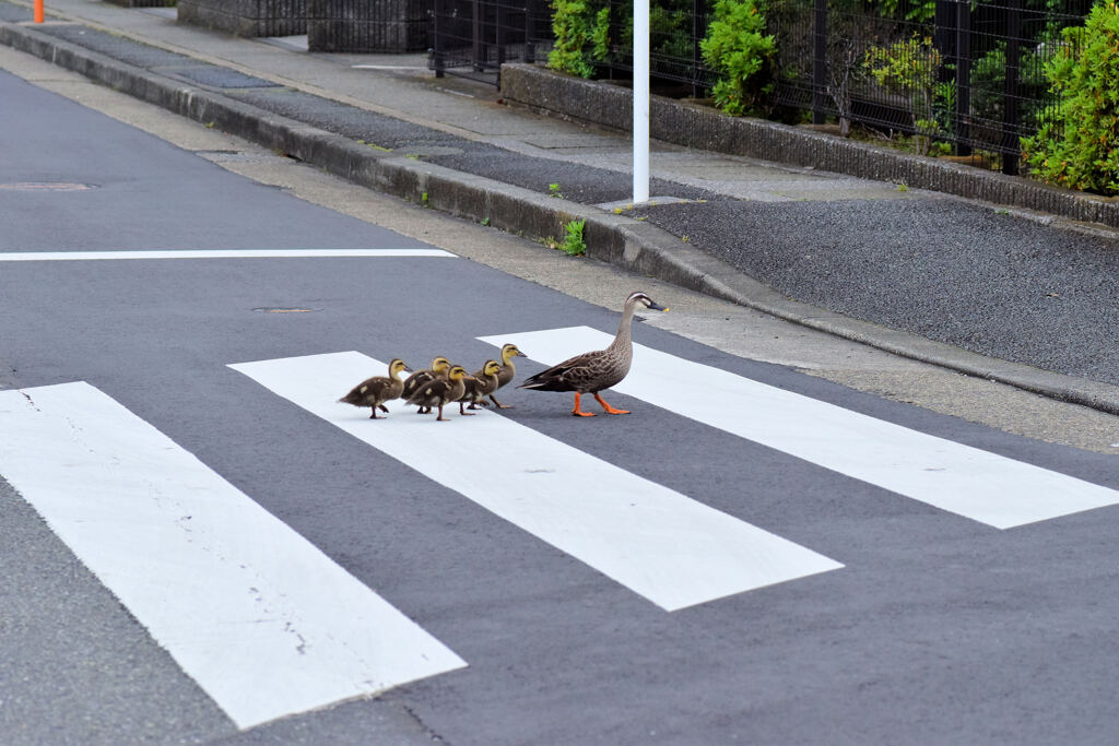 カルガモ一家　雛5羽　移動に密着　１１