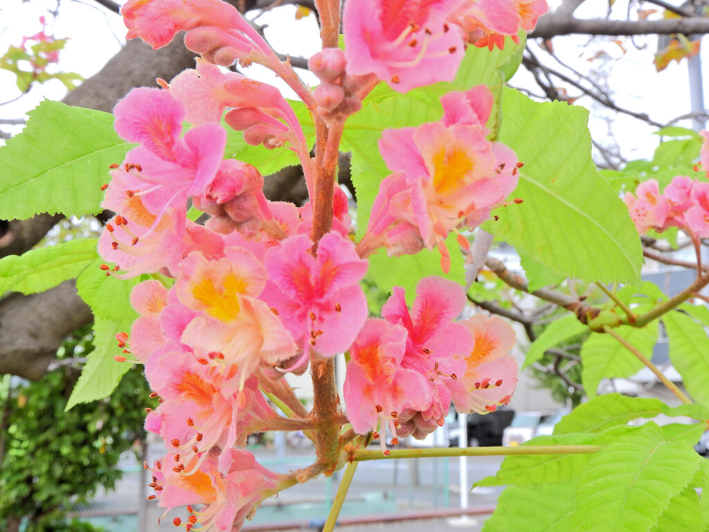二度咲きの紅花栃の木の花　１