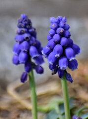 ムスカリ　２