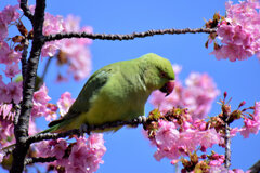 河津桜を喰い散らす　ワカケホンセイインコ　３