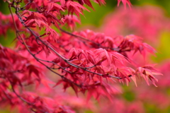 春紅葉　８