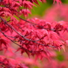 春紅葉　８