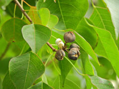 南京黄櫨 （なんきんはぜ）弾けた実　３