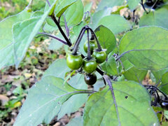 アメリカ犬鬼灯の実　１
