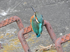 久々のカワセミ　さん　１０