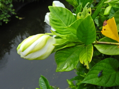 八重咲き梔子　２