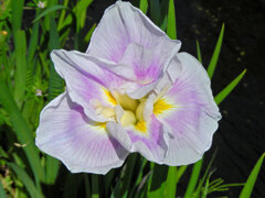 花菖蒲　３