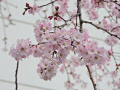 枝垂れ桜　開花　２