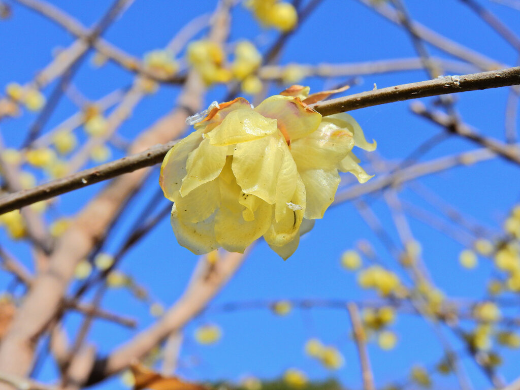 川崎市神庭緑地公園で　蝋梅　２