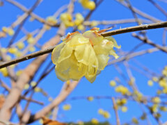 川崎市神庭緑地公園で　蝋梅　２
