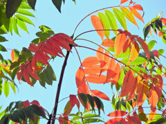 グラデーション「櫨の木（はぜのき）」（紅葉）４
