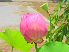 蓮の花　５