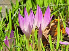 犬サフラン （いぬサフラン）３