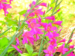  春咲きグラジオラス　ビザンティヌス 　３