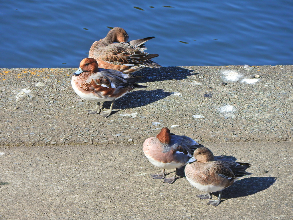 ヒドリガモ　さん　８
