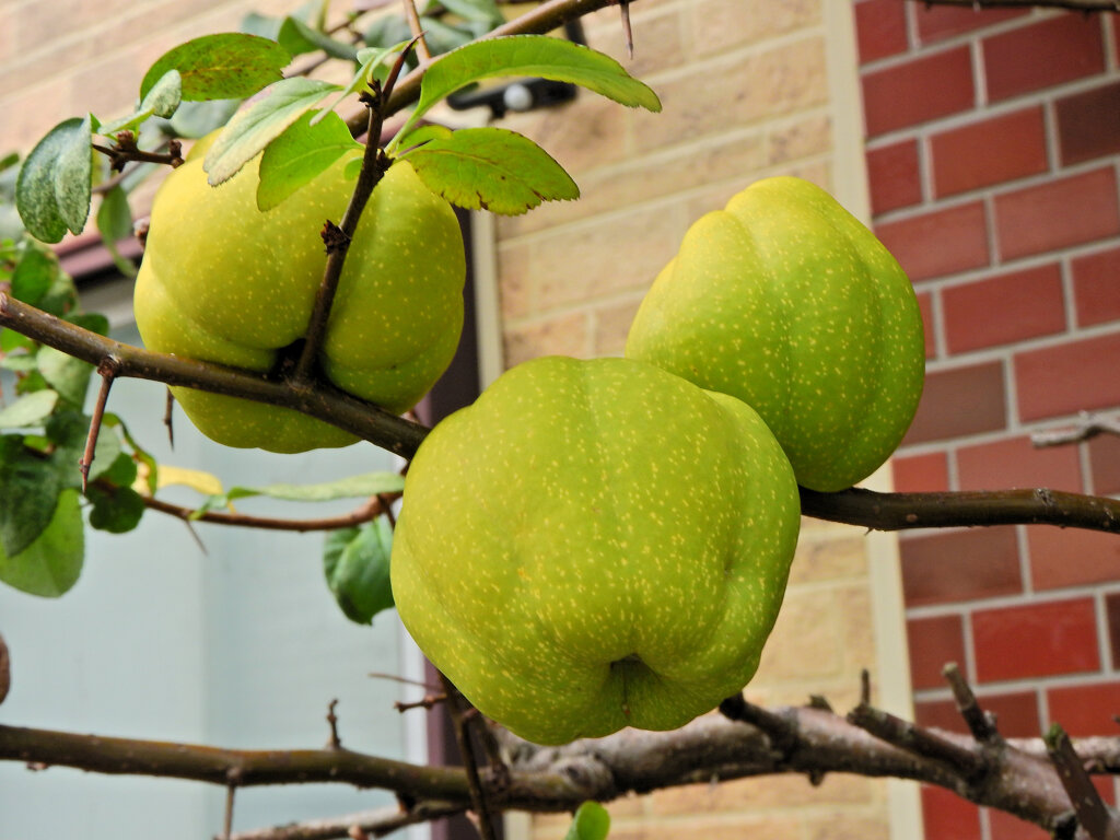 ぼぉ～けぇ～の実　１
