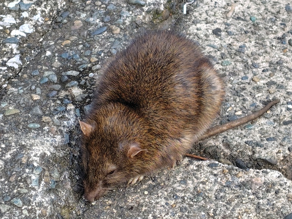 クマネズミ、ドブネズミ？　２